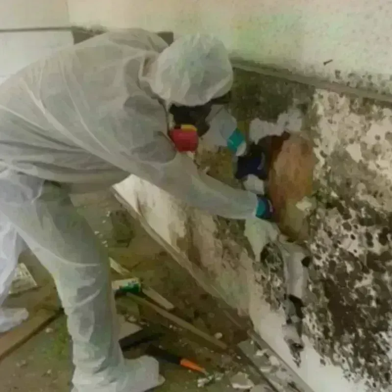 Mold Remediation and Removal in Centennial, CO